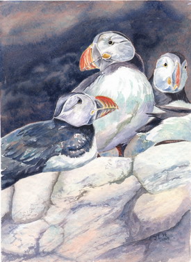 Puffins watercolour by J Horn